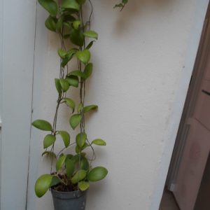Hoya erythrostemma (large)