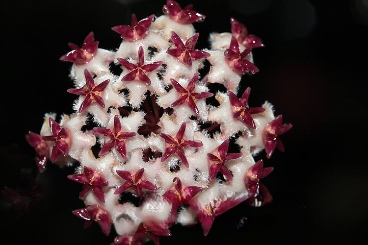 Hoya erythrostemma choking pink (IML 1423) (large) - Image 2