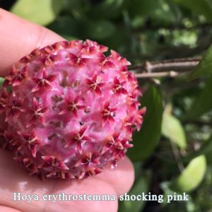 Hoya erythrostemma 'Choking Pink' IML 1423 ( rooted cutting )