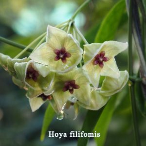 Hoya filiformis (large)