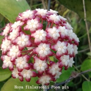 Hoya finlaysonii Poon Pin ( rooted cutting )