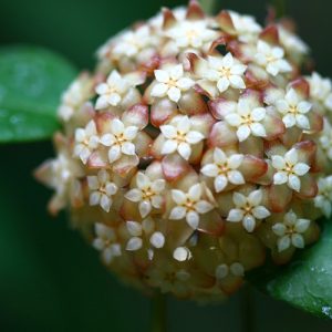 Hoya finlaysonii (large)