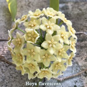Hoya flavescens (large)