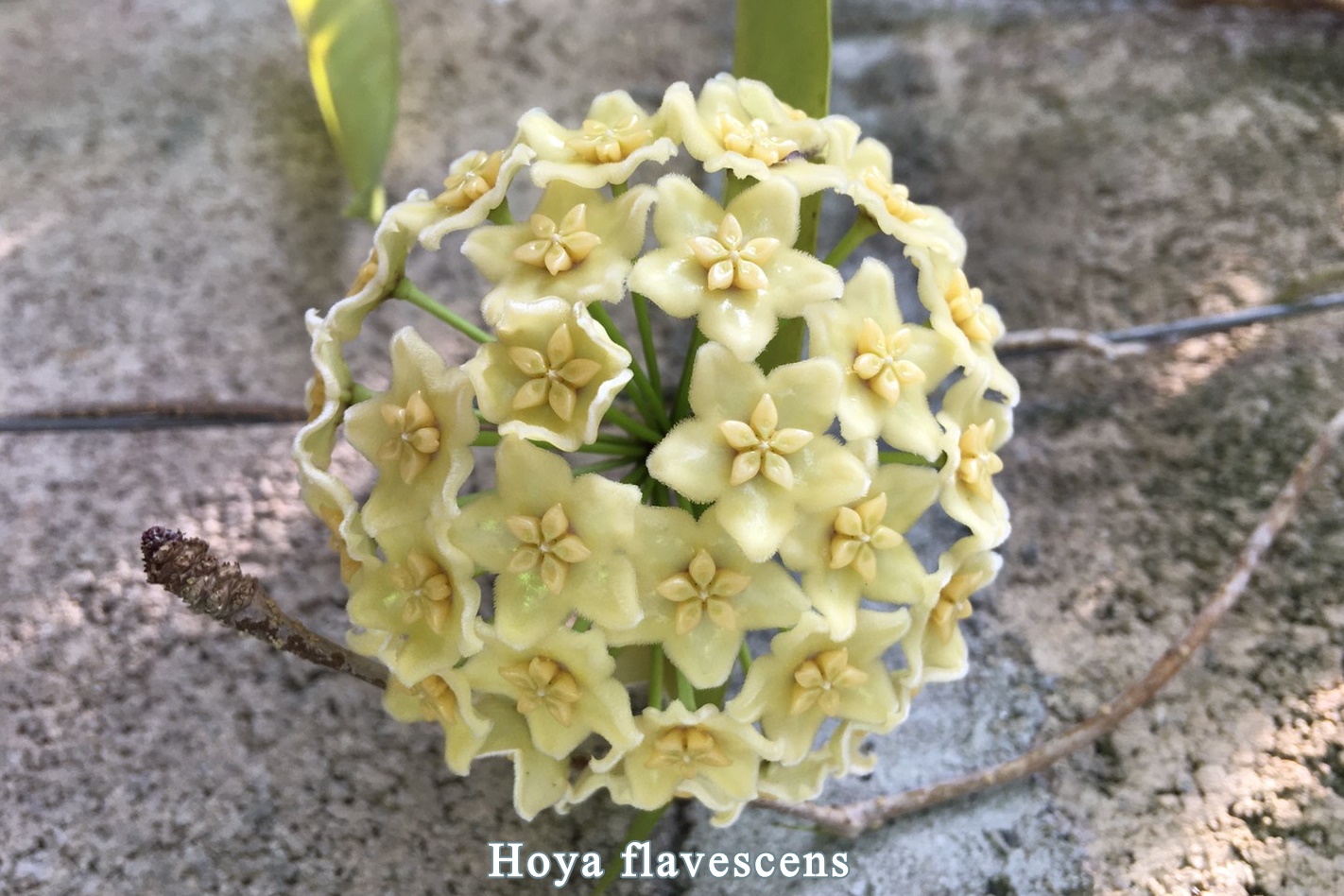 Hoya flavescens (large)