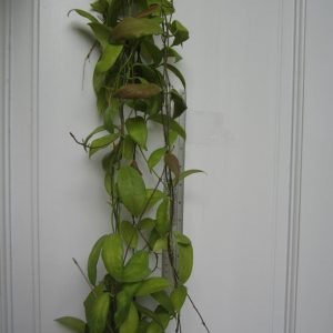 Hoya flavida (large)