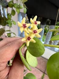 Hoya gigantensis (large)