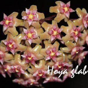 Hoya glabra ( rooted cutting )