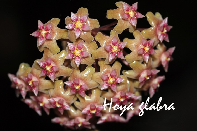 Hoya glabra Thai (large)