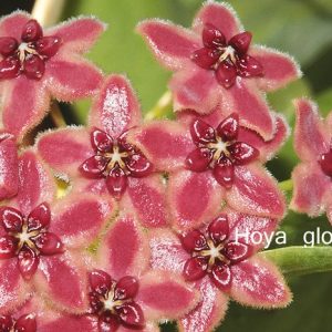 Hoya globulifera ( rooted cutting )