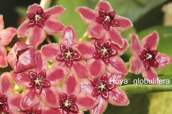 Hoya globulifera ( rooted cutting )