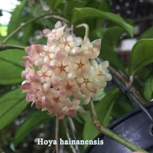 Hoya hainanensis (large)