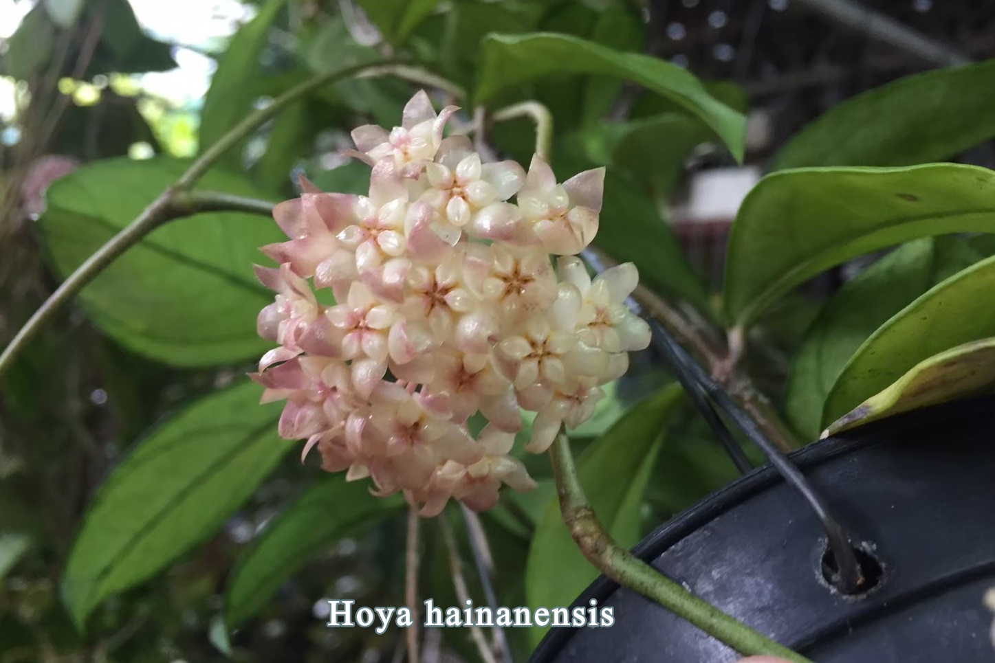 Hoya hainanensis (large)