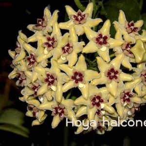 Hoya halconensis ( rooted cutting )