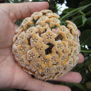 Hoya hamiltoniorum ( rooted cutting )