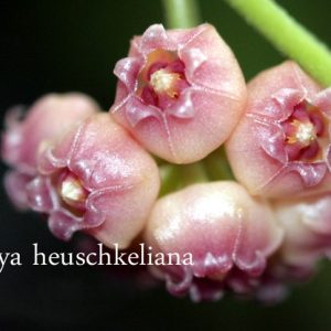 Hoya heuschkeliana pink ( rooted cutting )