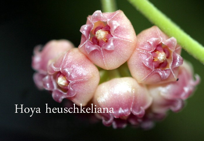 Hoya heuschkeliana pink ( rooted cutting )
