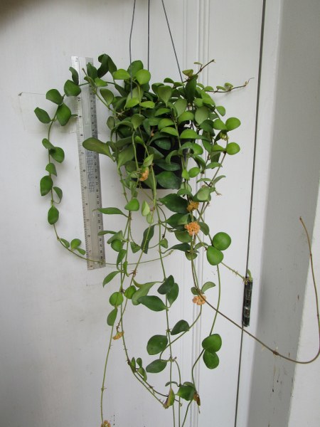 Hoya heuschkeliana yellow (large)