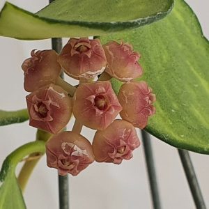 Hoya heuschkeliana variegated  ( rooted cutting )