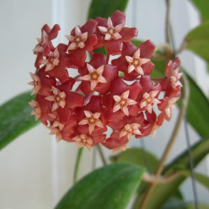 Hoya ilagiorum ( rooted cutting )