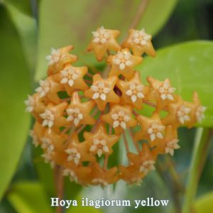 Hoya illagiorum yellow (large)