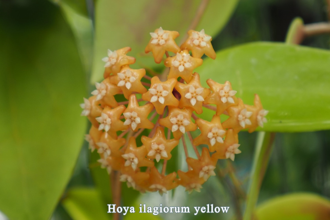 Hoya illagiorum yellow (large)