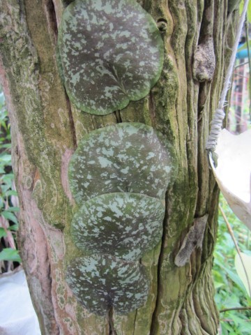 Hoya maxima green leaves (large)