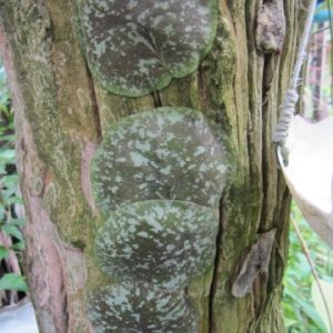 Hoya imbricata ( rooted cutting )