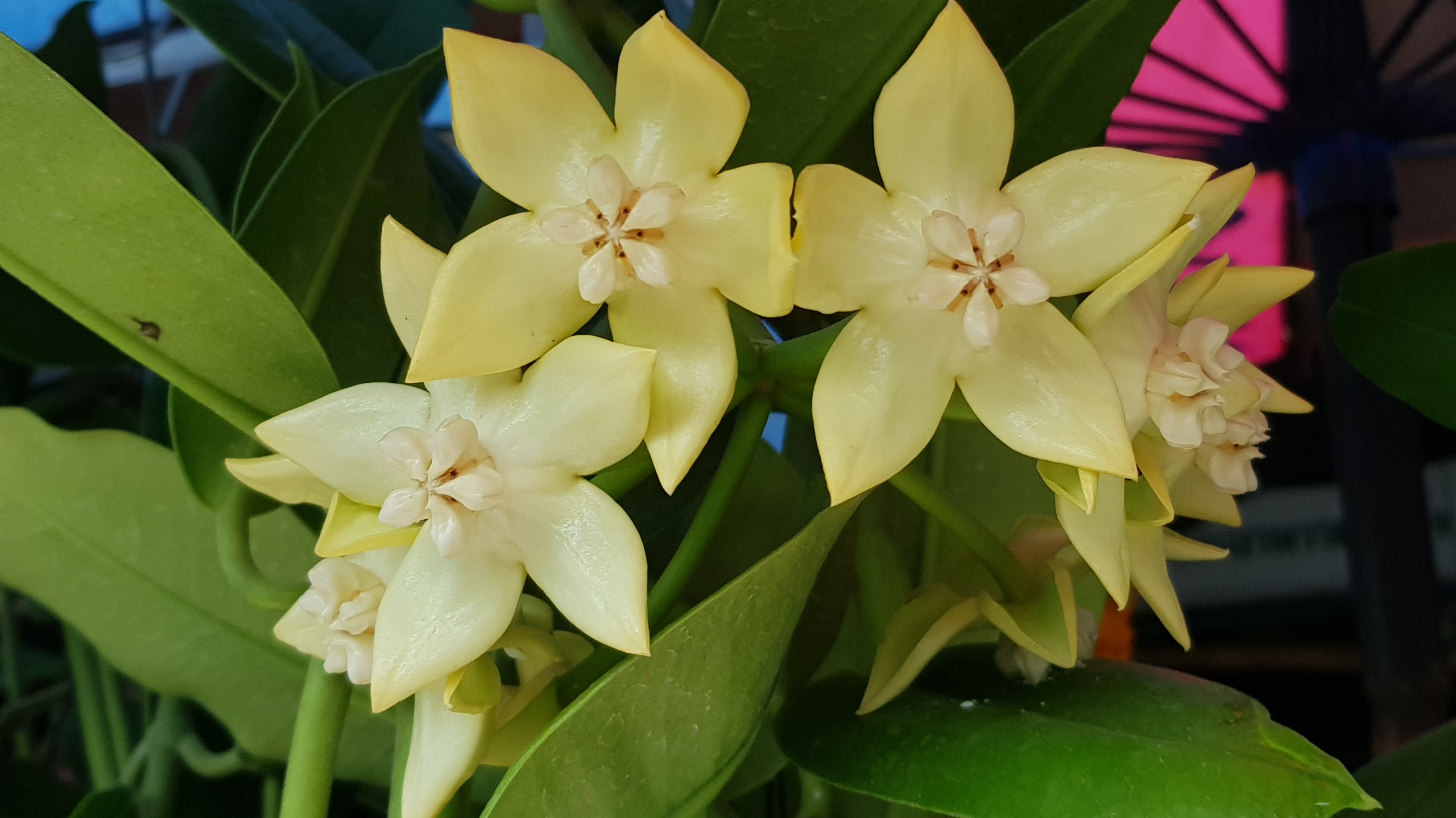 Hoya imperialis white (large) - Image 2