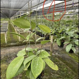 Hoya incrassata (large)