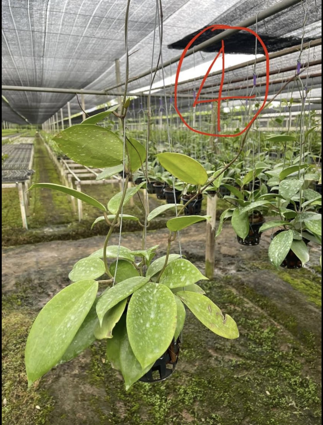 Hoya incrassata (large)
