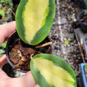 Hoya incrassata variegata ( rooted cutting )