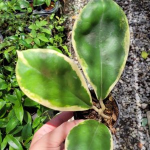 Hoya incrassata albo outiside (large)