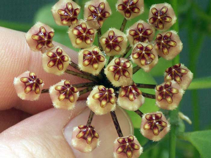 Hoya incurvula selawesi (large) - Image 2
