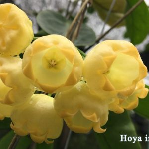 Hoya inflata ( rooted cutting )