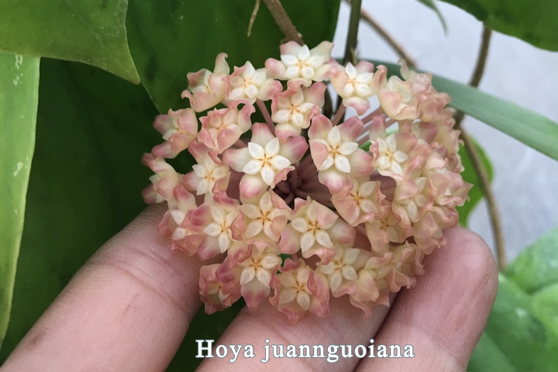 Hoya juannguoana ( rooted cutting )