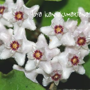 Hoya kanyakumariana ( rooted cutting )