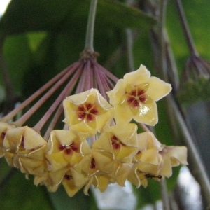 Hoya kenejiana variegated (inside)leaves (large)