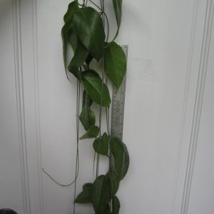Hoya kenejiana oval leaves (large)