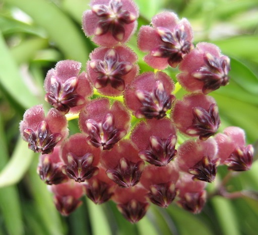 Hoya kentinata variegata ( rooted cutting )