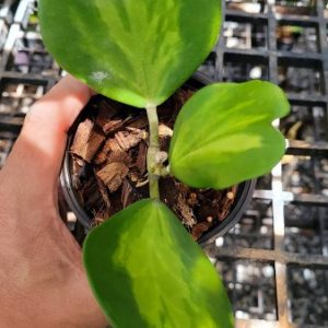 Hoya kerrii variegata  ( rooted cutting )