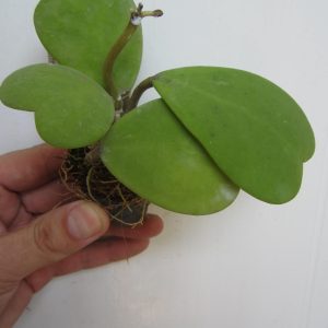 Hoya kerrii ( rooted cutting )