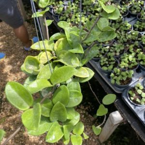 Hoya carnosa krinkle (Big & white ball flower) (Large)