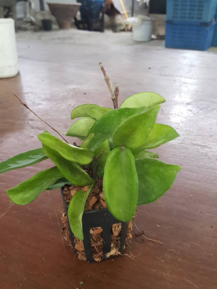 Hoya carnosa krinkle ( rooted cutting ) - Image 2