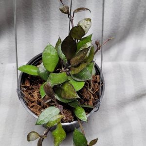 Hoya krohniana eskimo black (large)