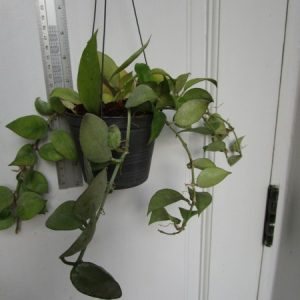 Hoya lacunosa  short leaves (large)