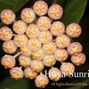 Hoya lacunosa ( rooted cutting )