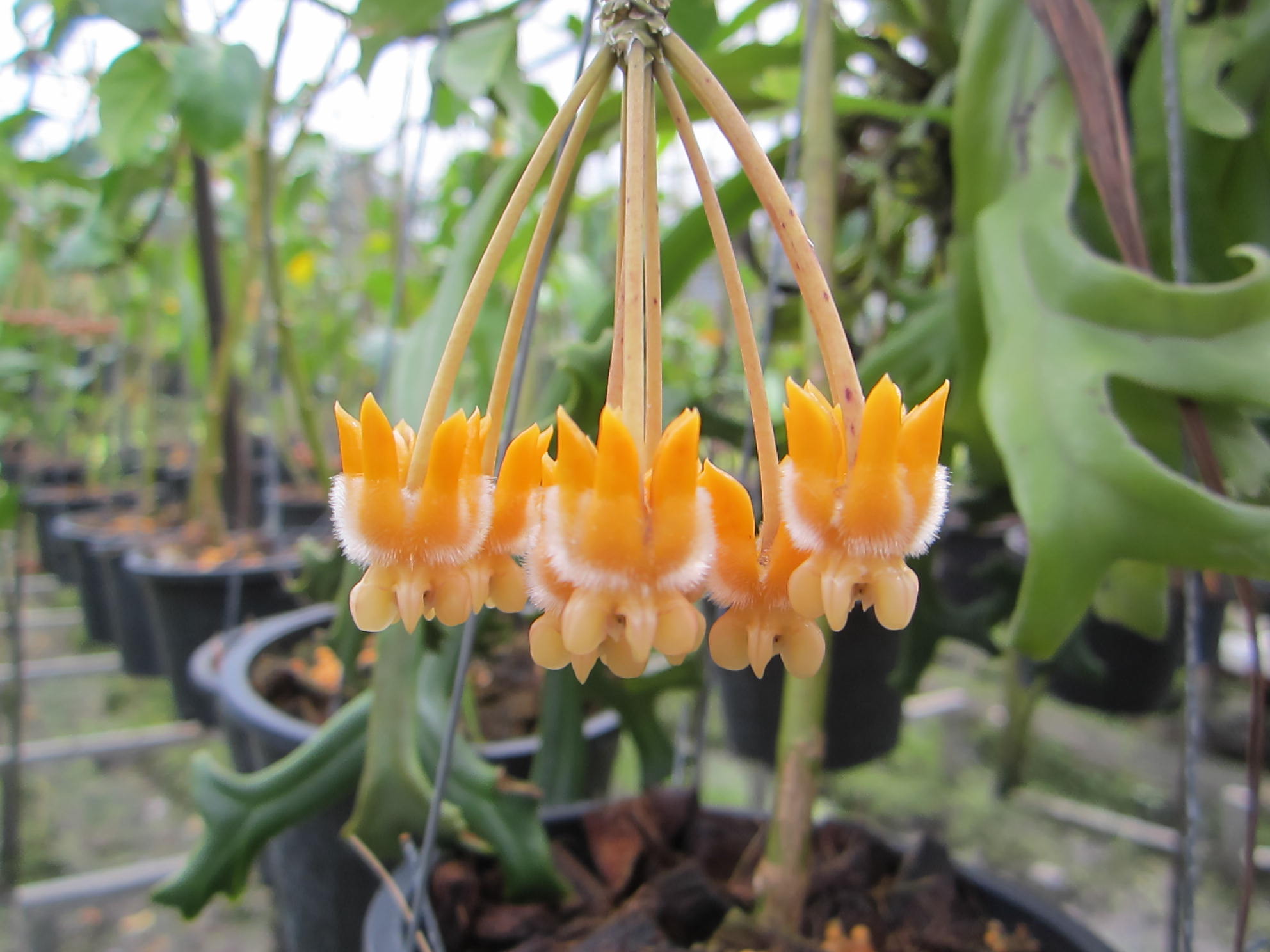 Hoya lasiantha (large) - Image 3