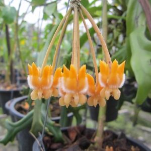 Hoya lasiantha ( rooted cutting )