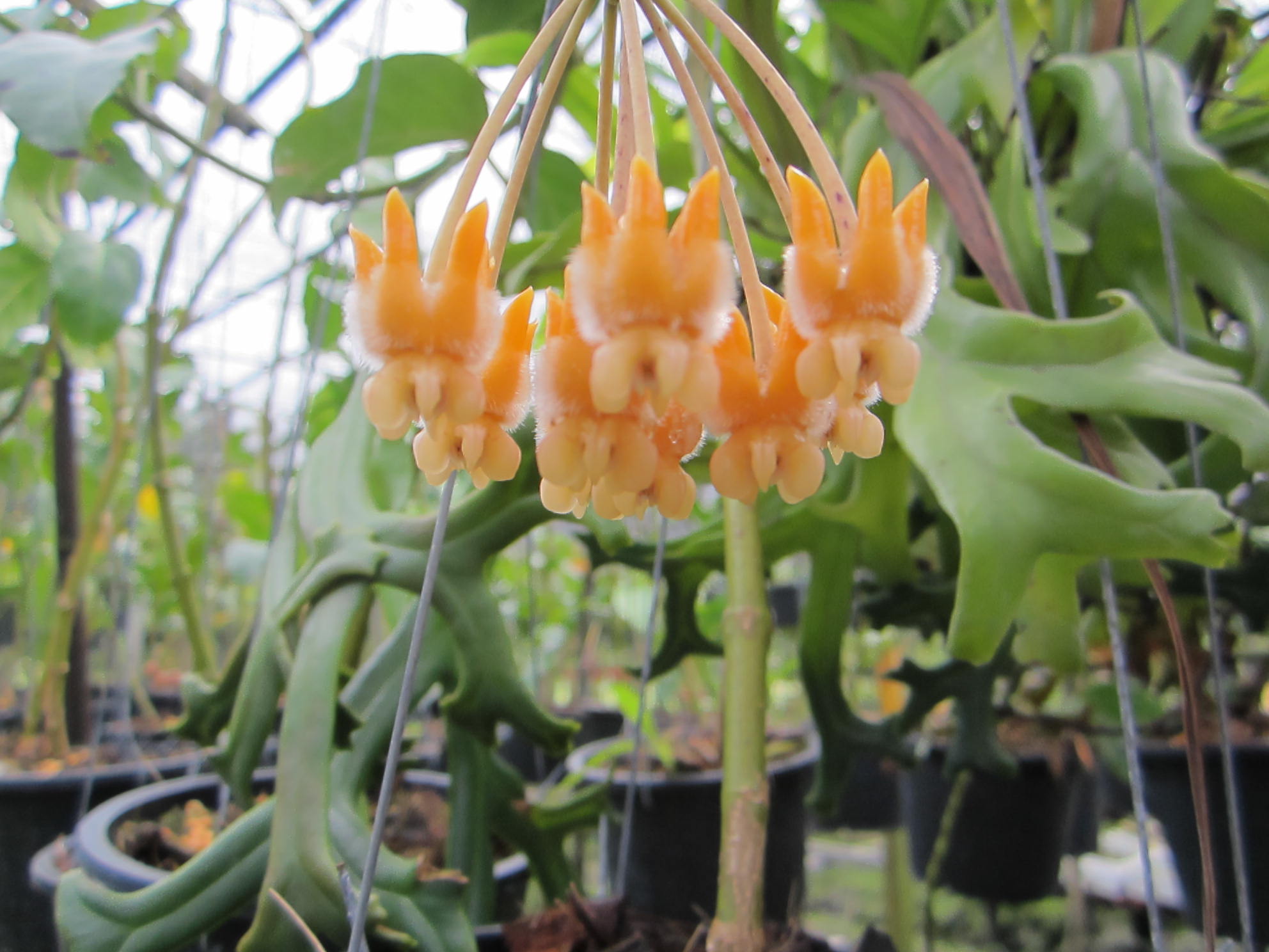 Hoya lasiantha (large) - Image 2