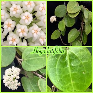 Hoya loyceandrewsiana (large)